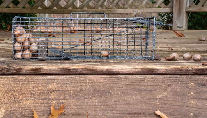 Professional Wildlife Control specialists in Memphis ensuring safe removal and prevention